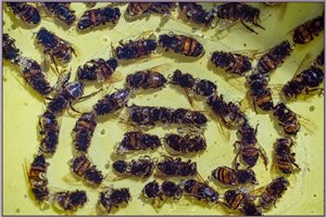 Art en Campagne 2021 <br />Balance- Bees